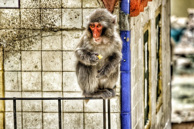 O macaco by Jacob