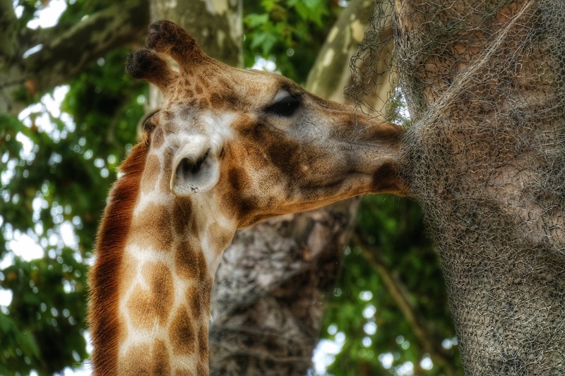 Girafa by Jacob