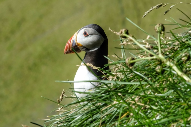 Puffin by Jacob