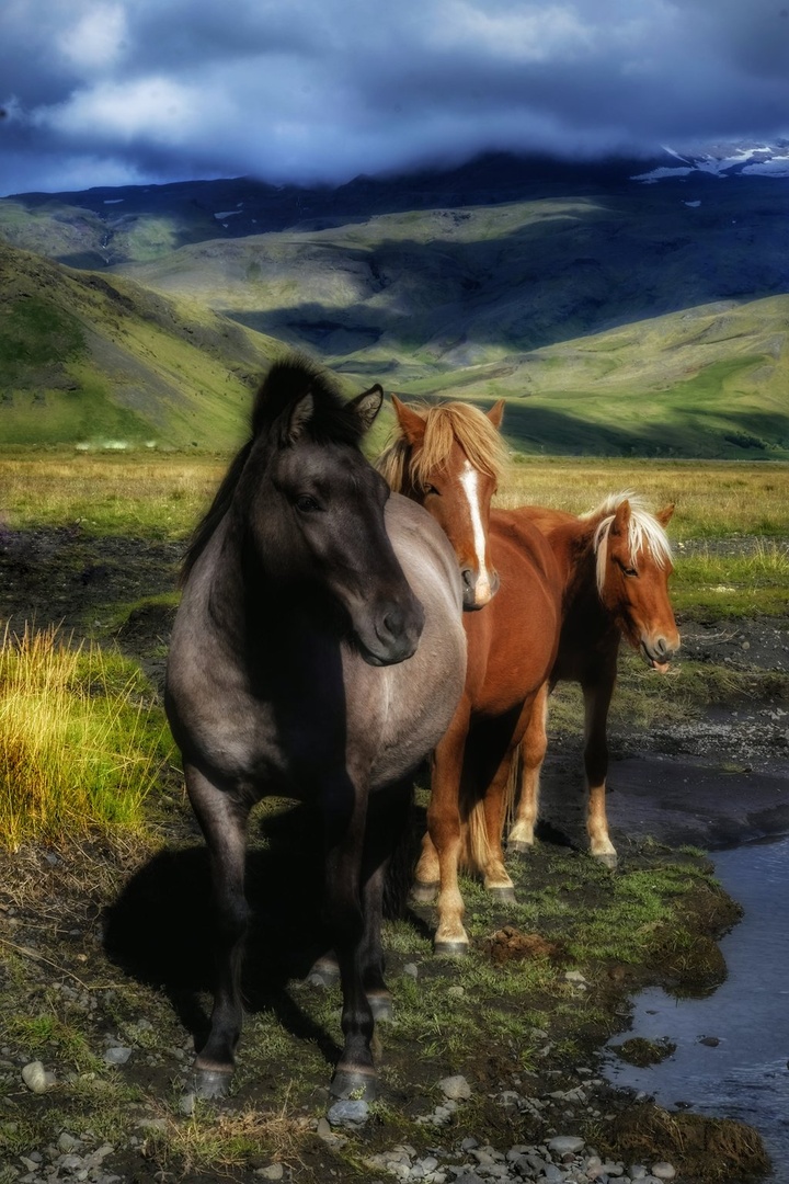 Iceland's horses by Jacob