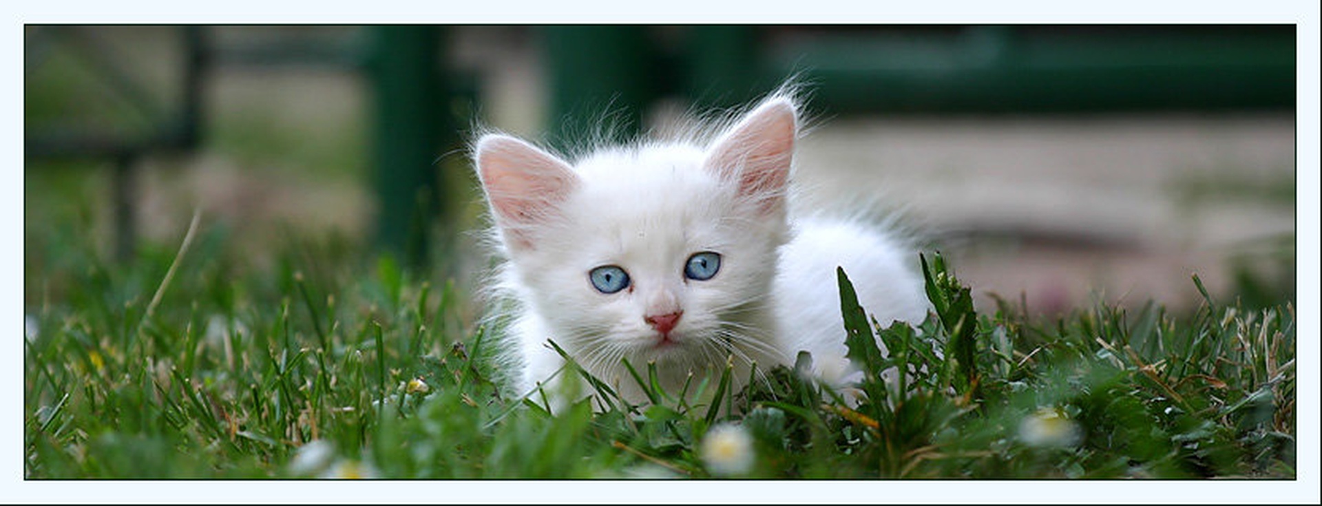 Pussy cat by