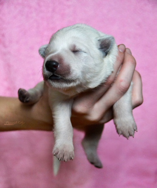 Puppy by Katja Vogrinec