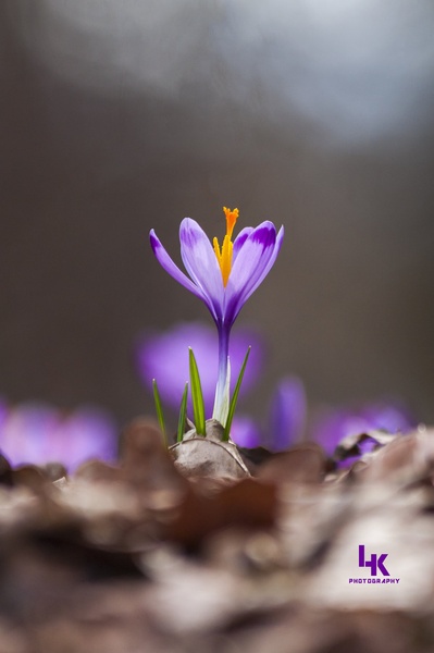 Žafran - Crocus vernus by Luka Kotnik