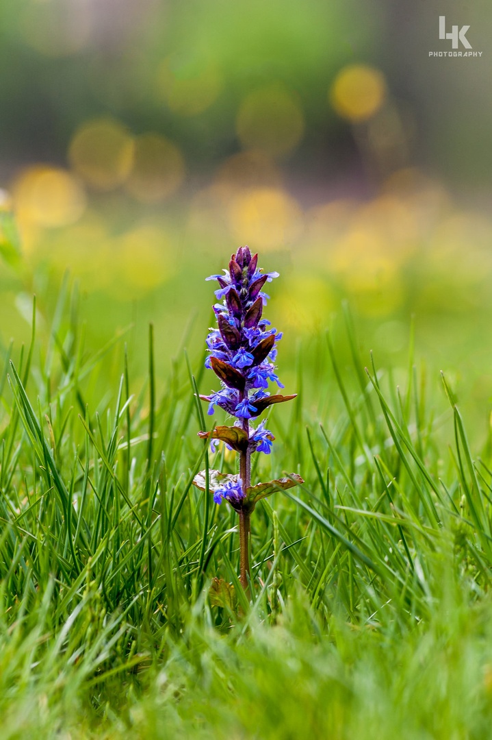 Dlakavi skrečnik - Ajuga genevensis by Luka Kotnik