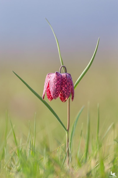 Močvirski tulipan by Luka Kotnik