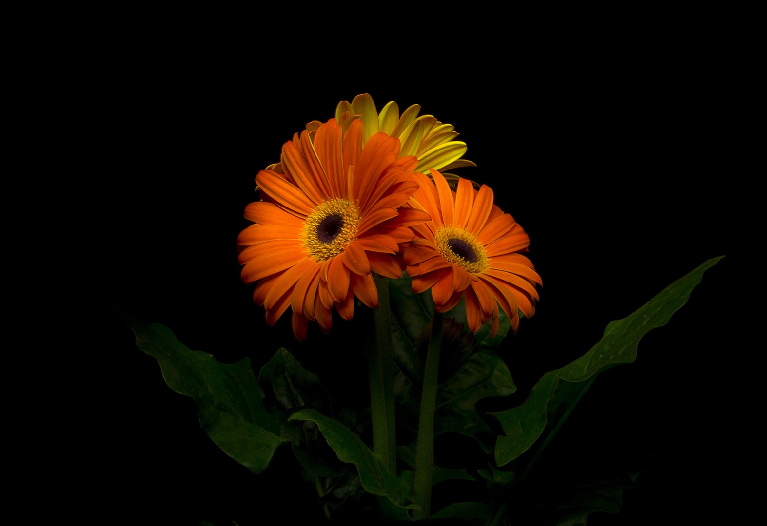 Gerbera by Branko Česnik