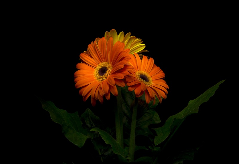 Gerbera by Branko Česnik