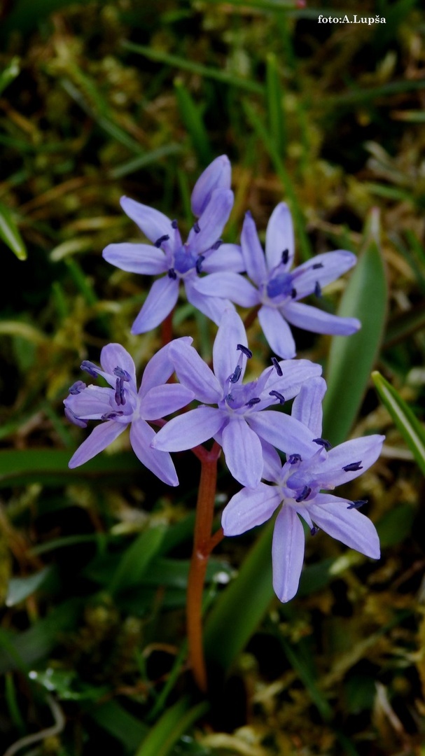 Drobna rožica by Alojz Lupsa