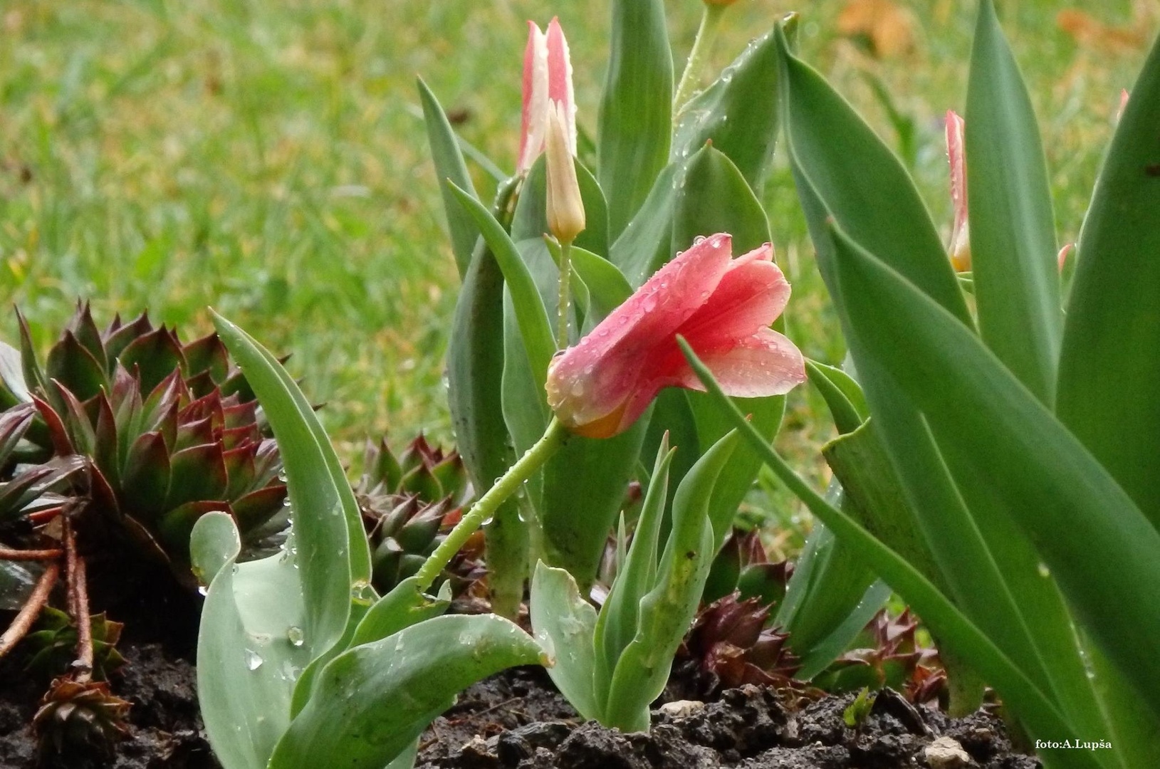 tulipan by Alojz Lupsa