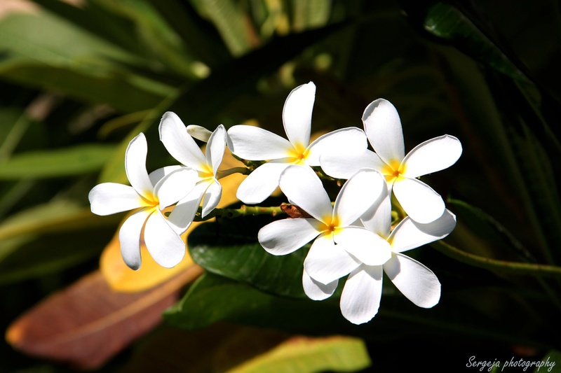 exotika by Sergeja photography