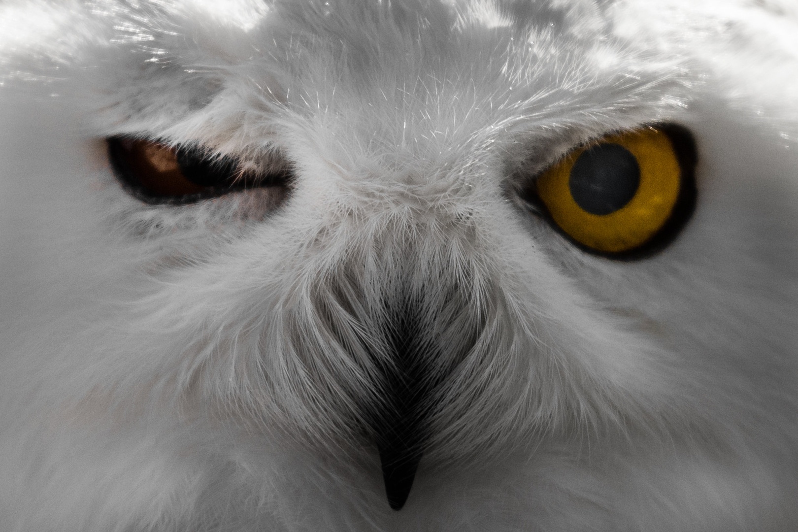 Angry Bird by Mato Novak
