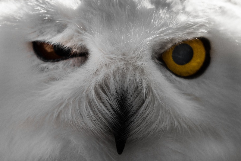 Angry Bird by Mato Novak