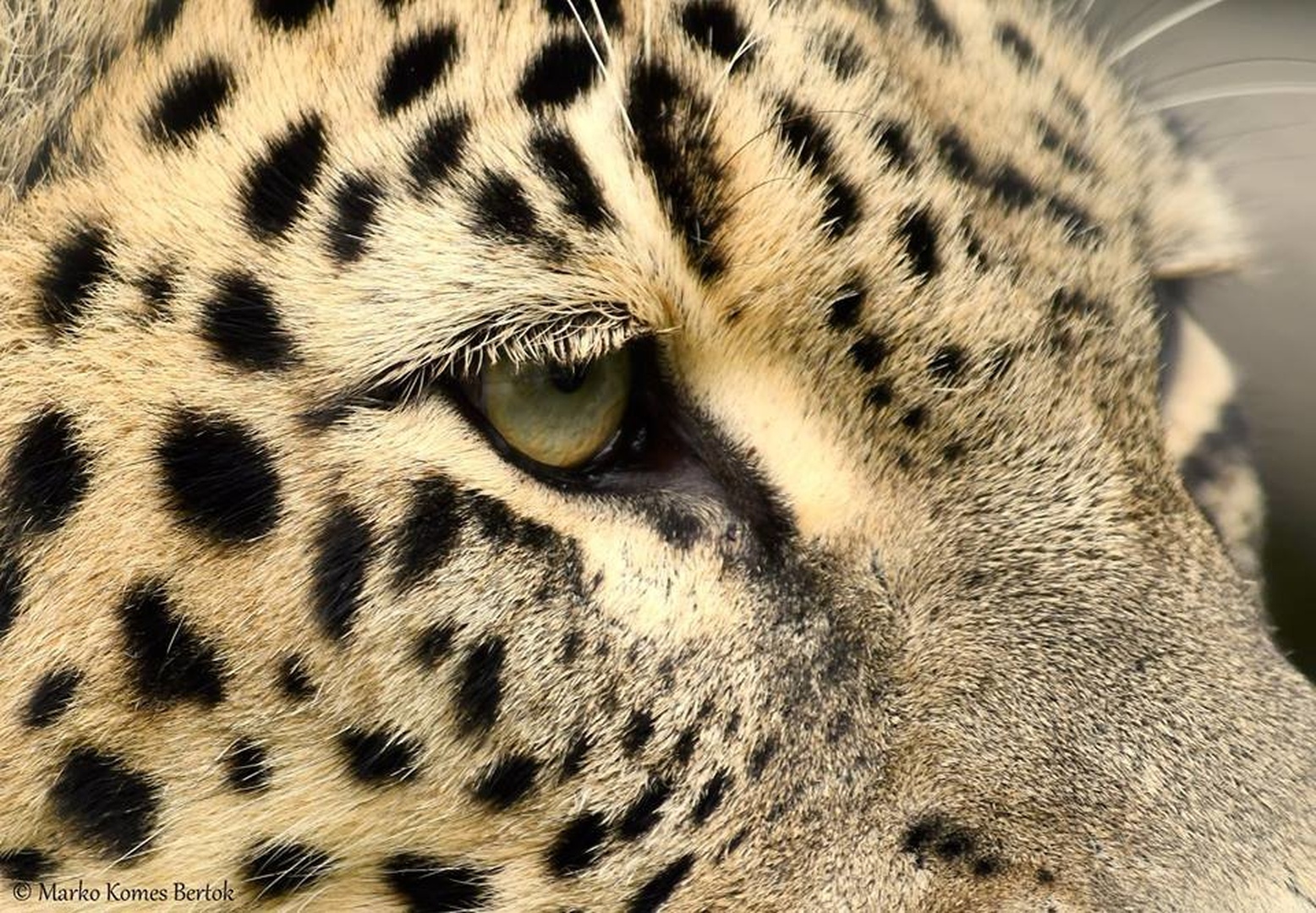 Pogled leoparda by Marko Komes