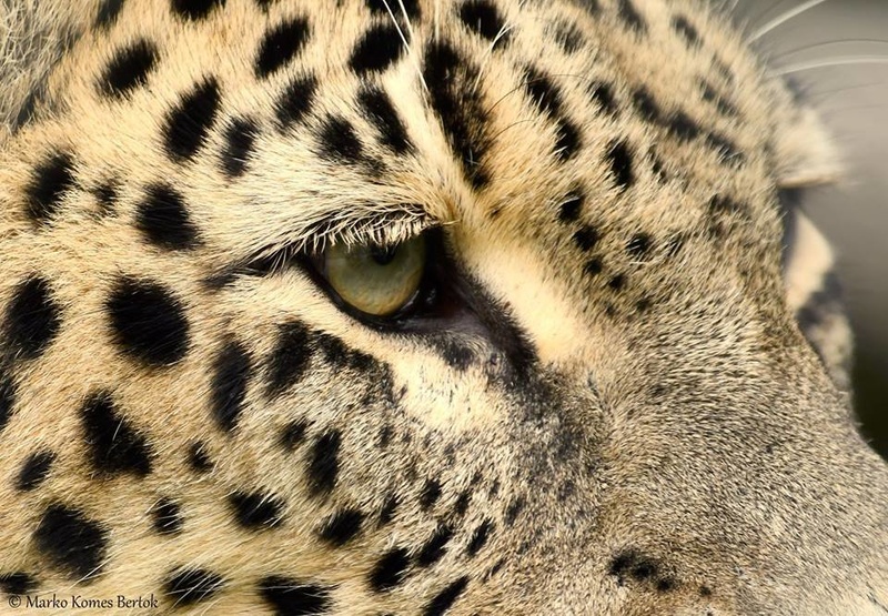 Pogled leoparda by Marko Komes