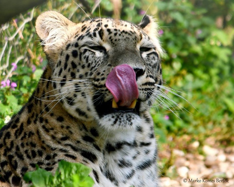 Leopard je zagledal malico by Marko Komes
