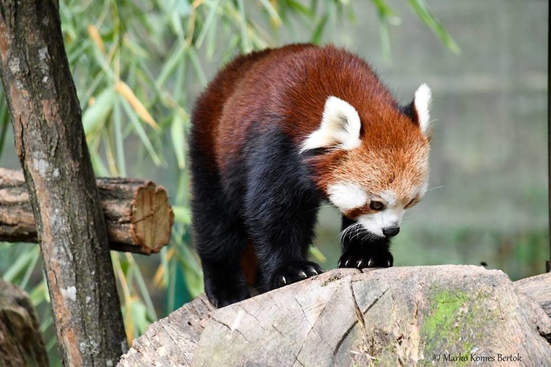 Mačja panda by Marko Komes