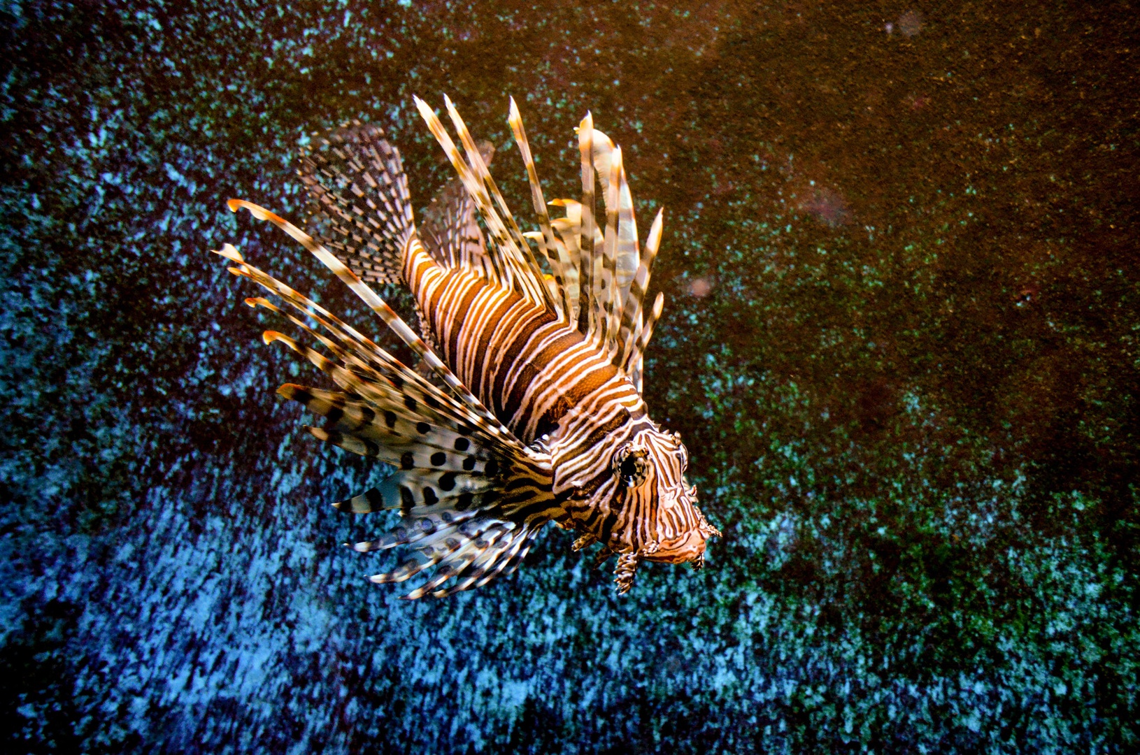 deep in the sea.. by Damijan Ožvatič