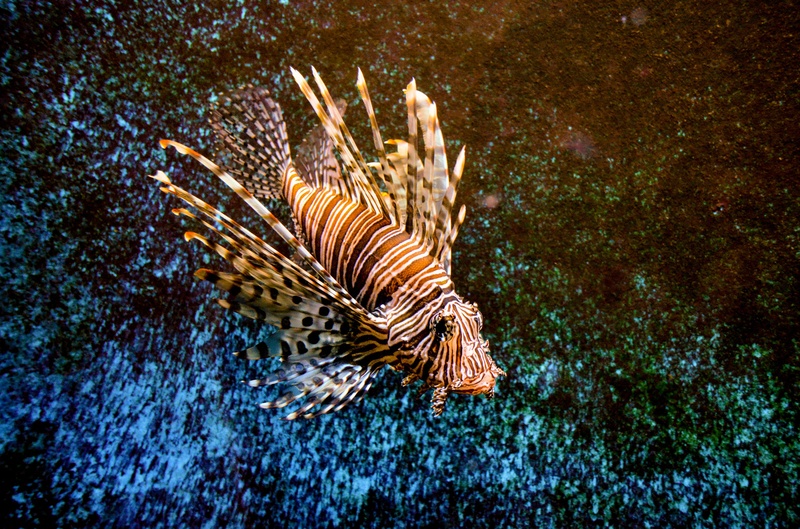 deep in the sea.. by Damijan Ožvatič