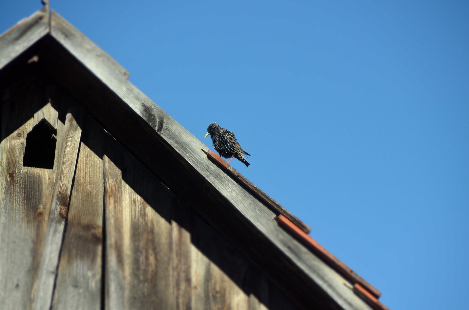 walking on the roof.. by Damijan Ožvatič