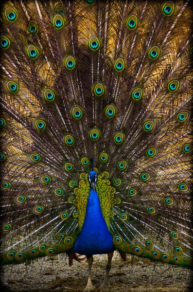 bohotenje.. by Damijan Ožvatič