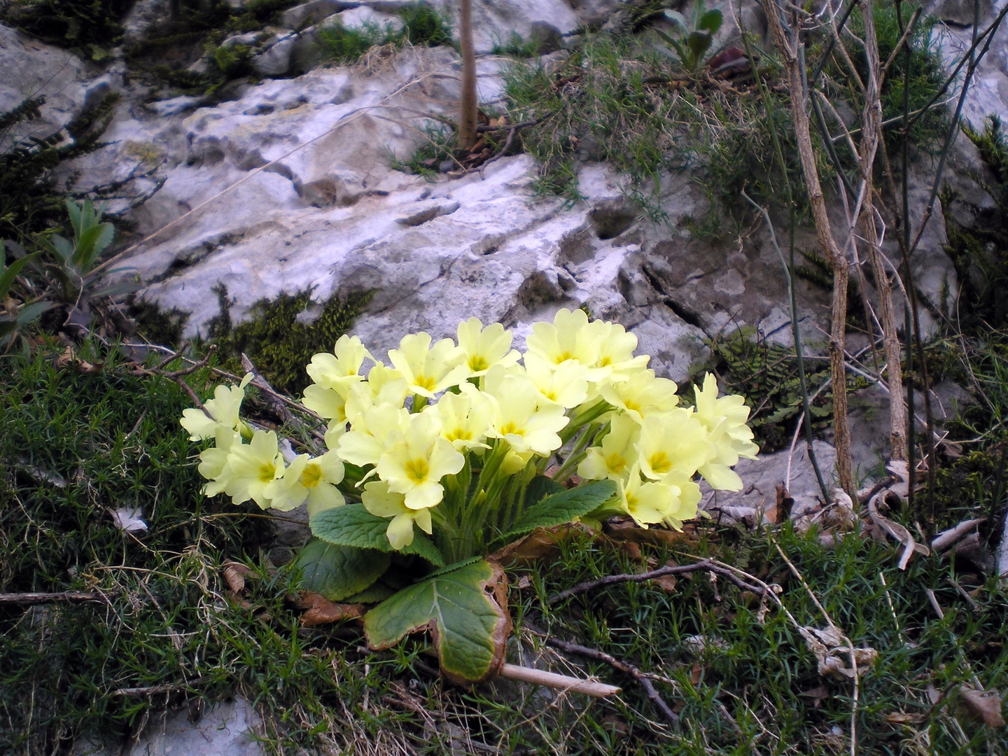 trobentice na skali by Matjaž Krapež