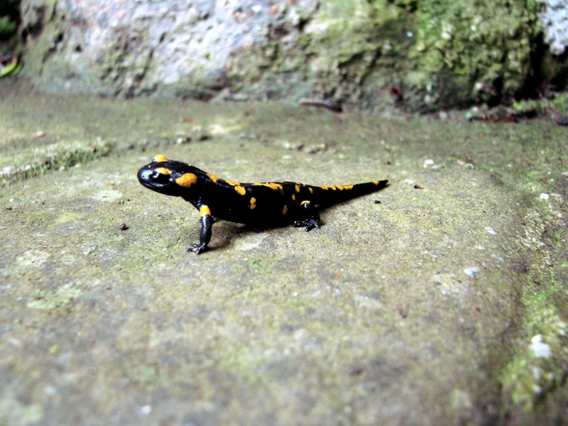 Little mr. Yellow spots by Fabijana Podbrežnik