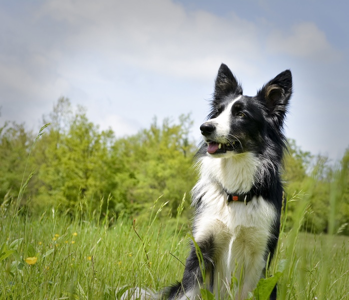 Border collie by Ž. Bernik