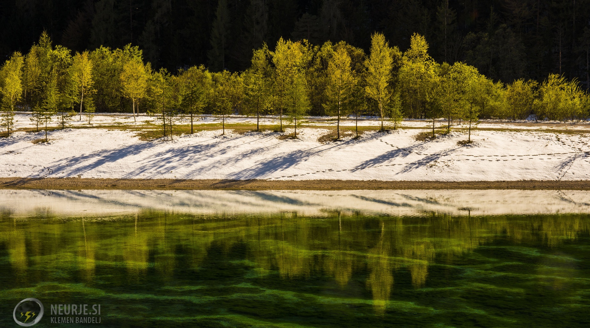 I love trees by Klemen Bandelj