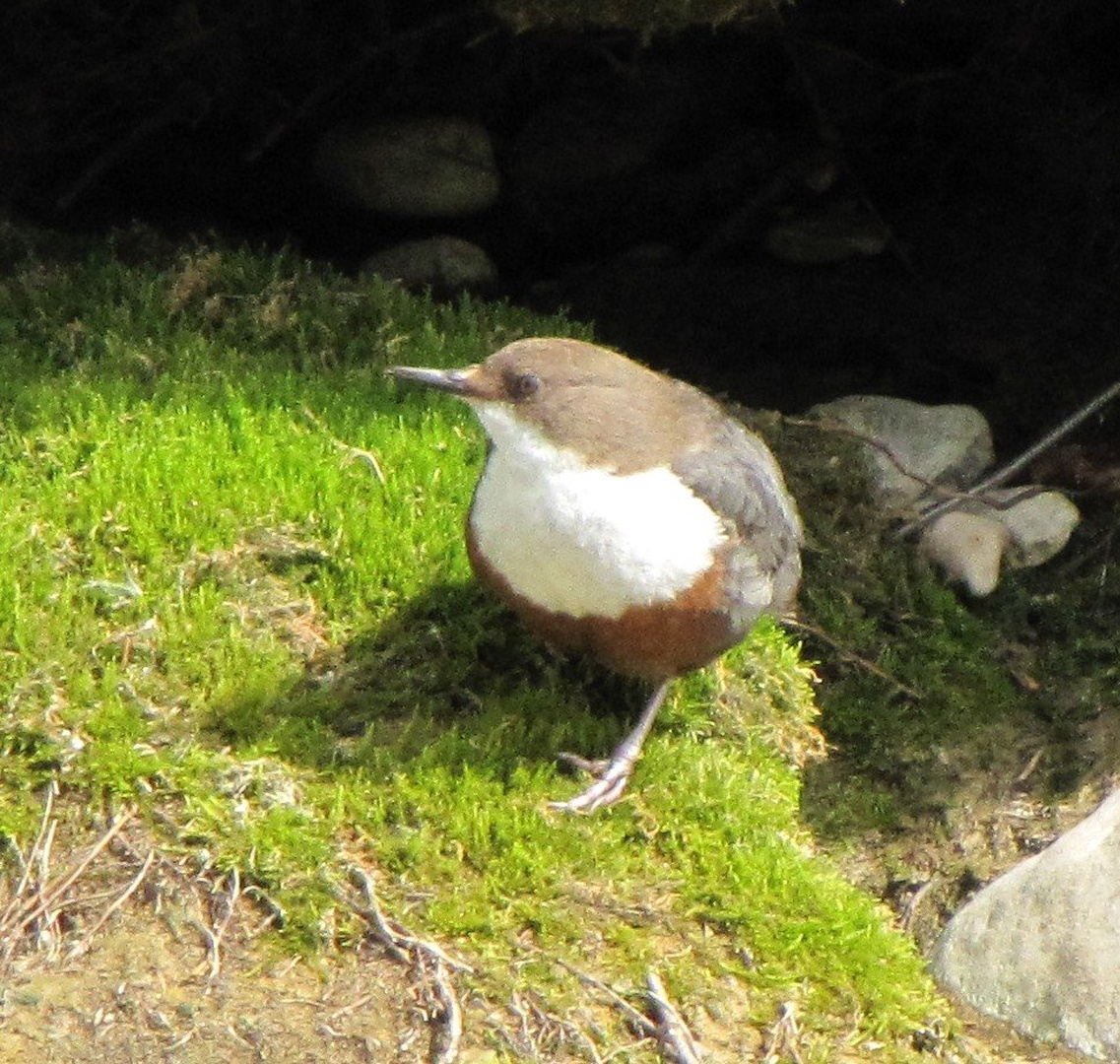 Cinclus cinclus by Maj Naglič Saje