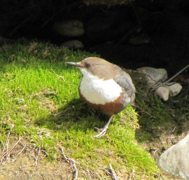 Cinclus cinclus by Maj Naglič Saje