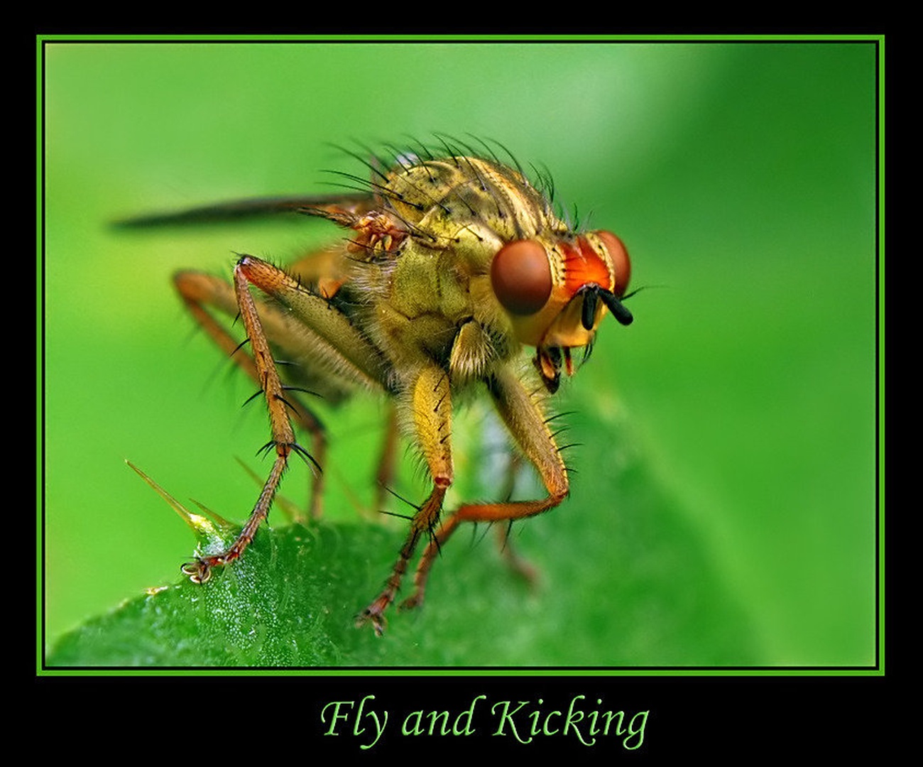Fly and Kicking by Slavko Keršmanc