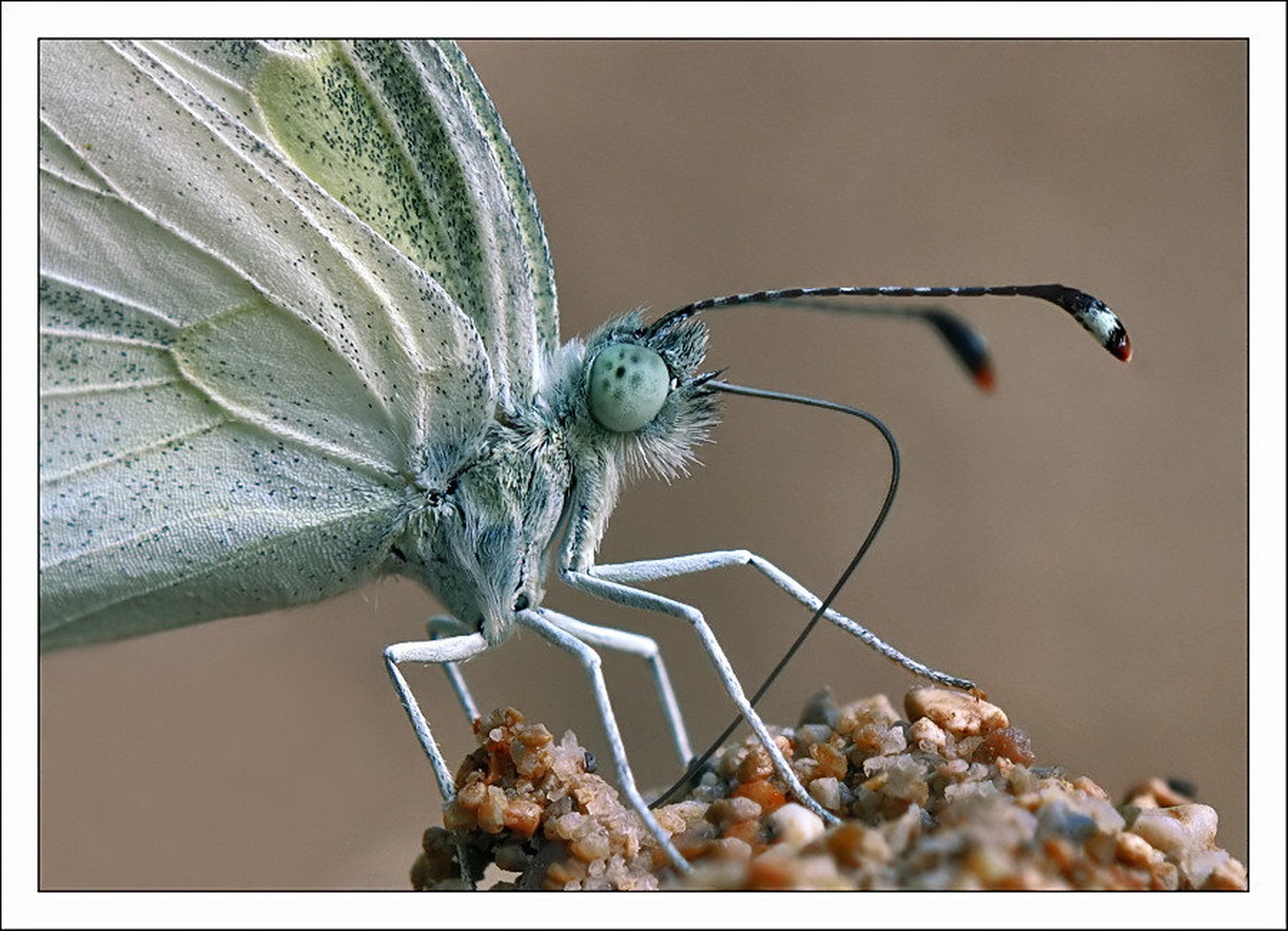 Pieris Brassicae by Slavko Keršmanc