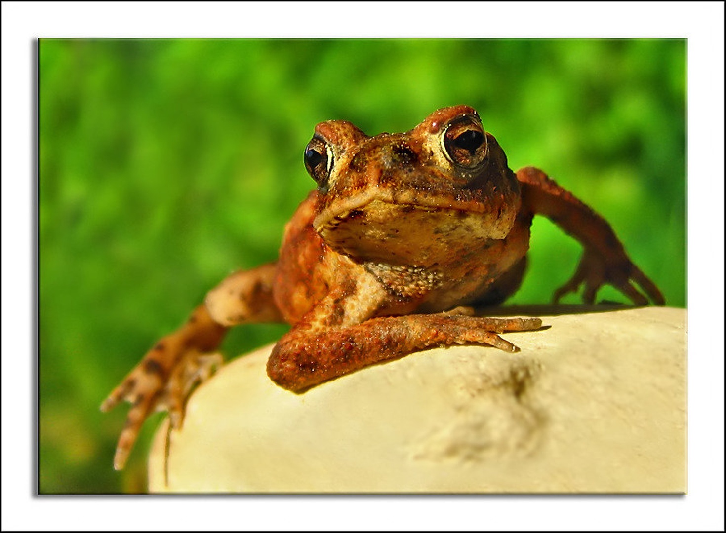 Življenje je lepo... by Slavko Keršmanc