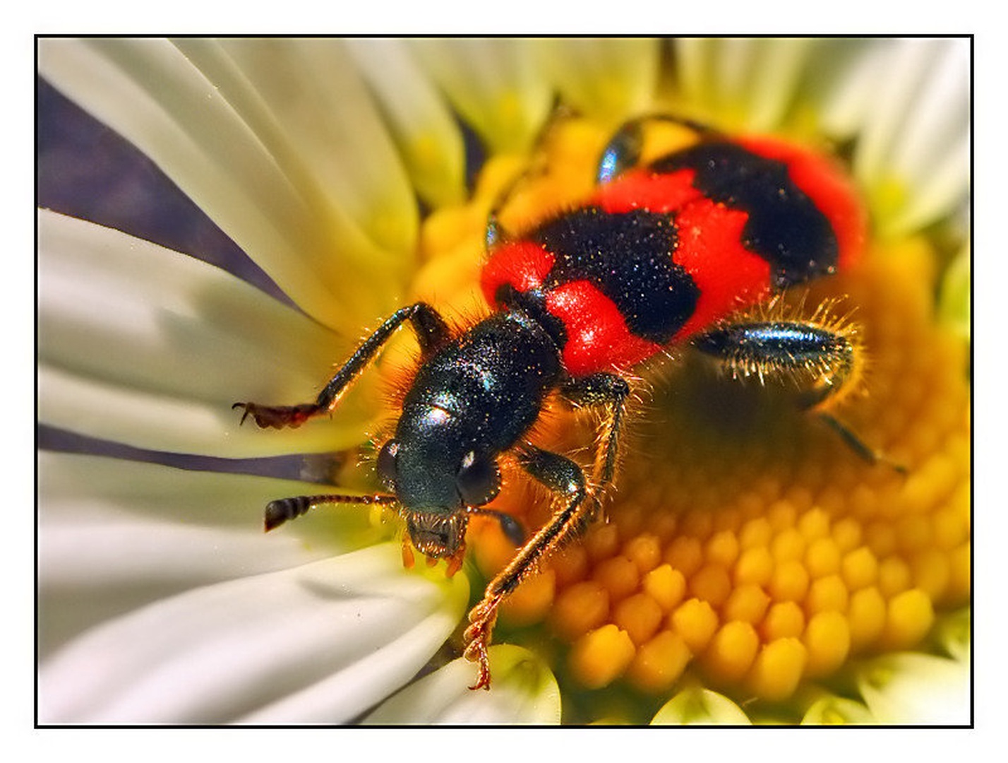 Trichodes Apiarius by Slavko Keršmanc