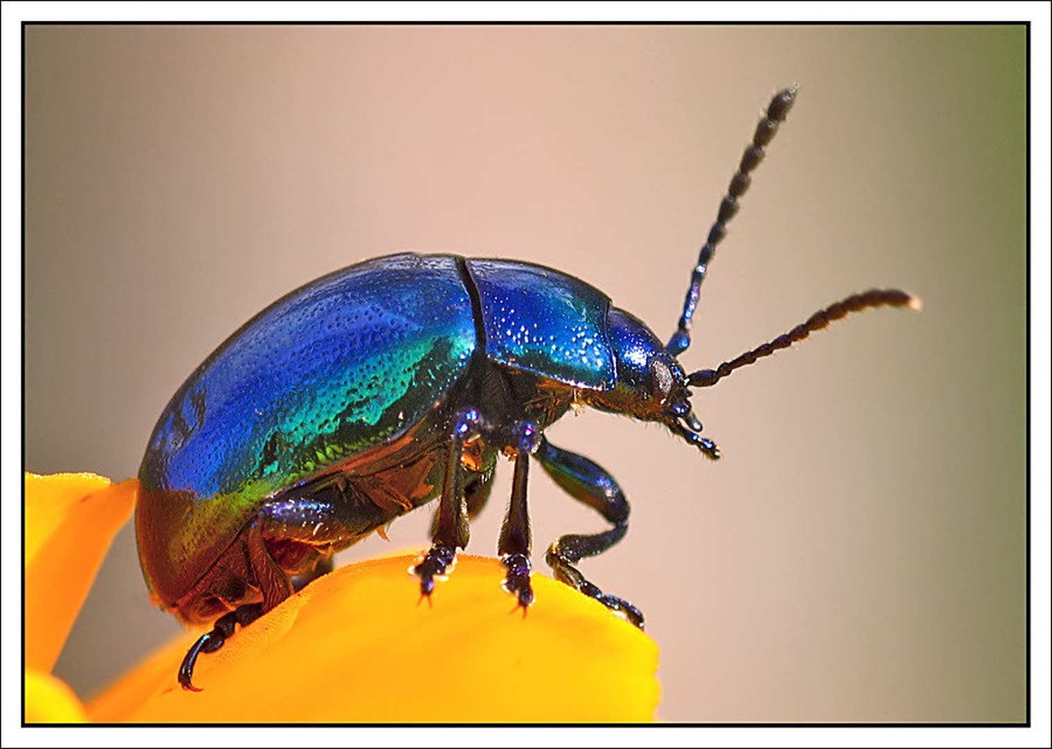 Dlochrysa Fastusa by Slavko Keršmanc