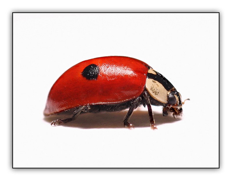 Adalia Bipunctata by Slavko Keršmanc
