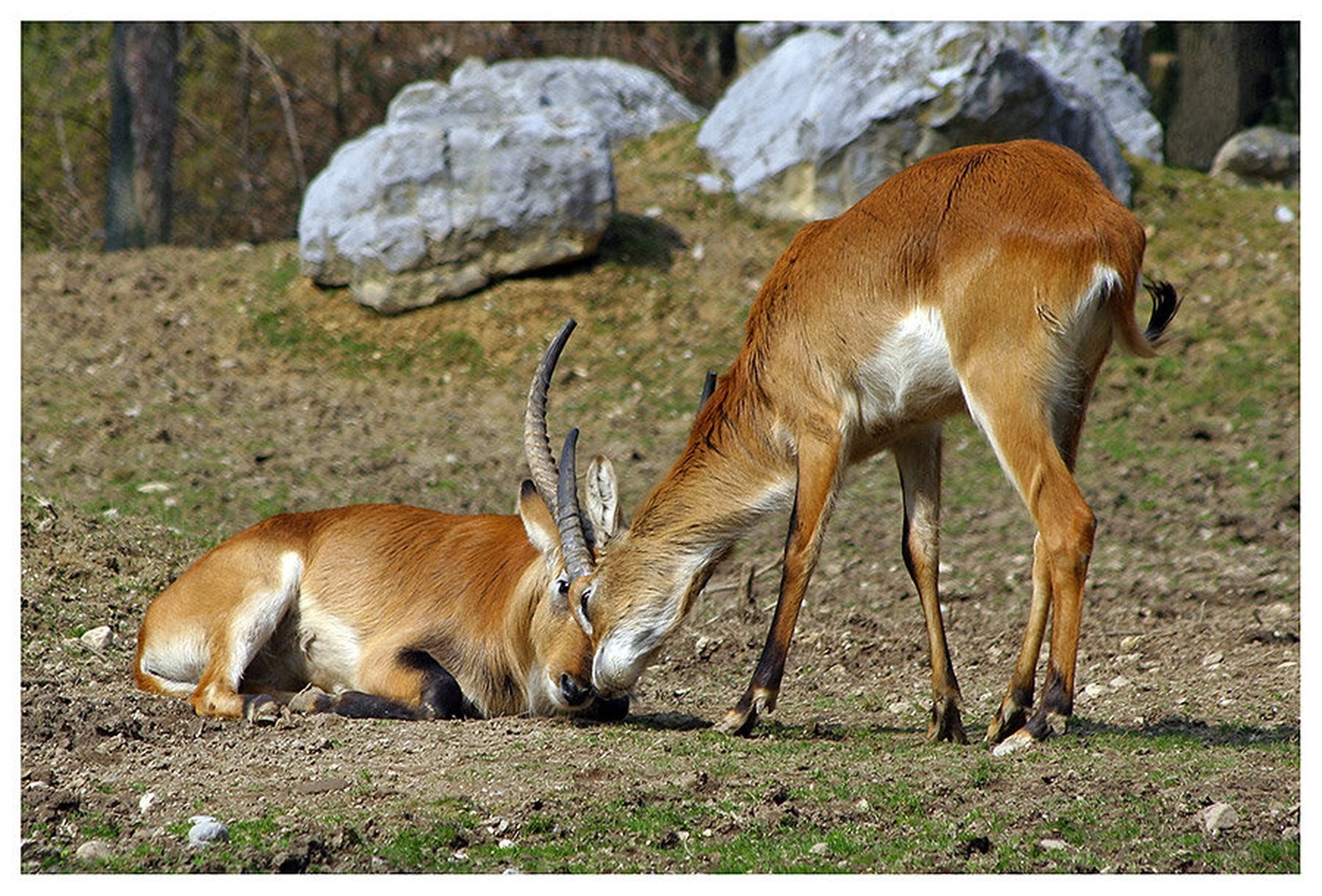 Trenutki nežnosti by Slavko Keršmanc