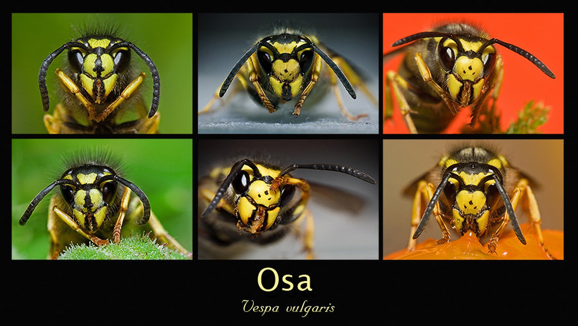 Osa by Slavko Keršmanc