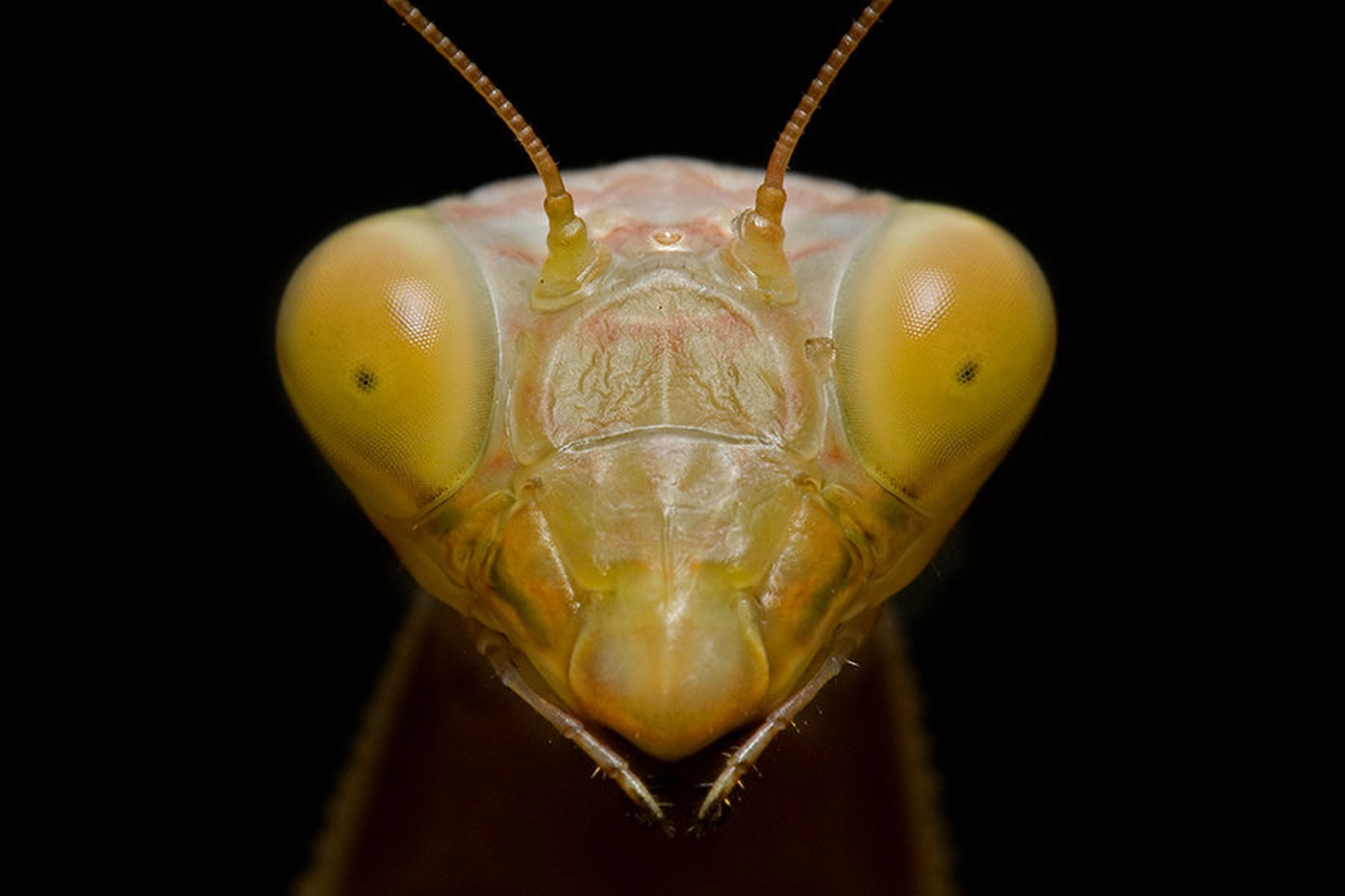 Mantis by Slavko Keršmanc