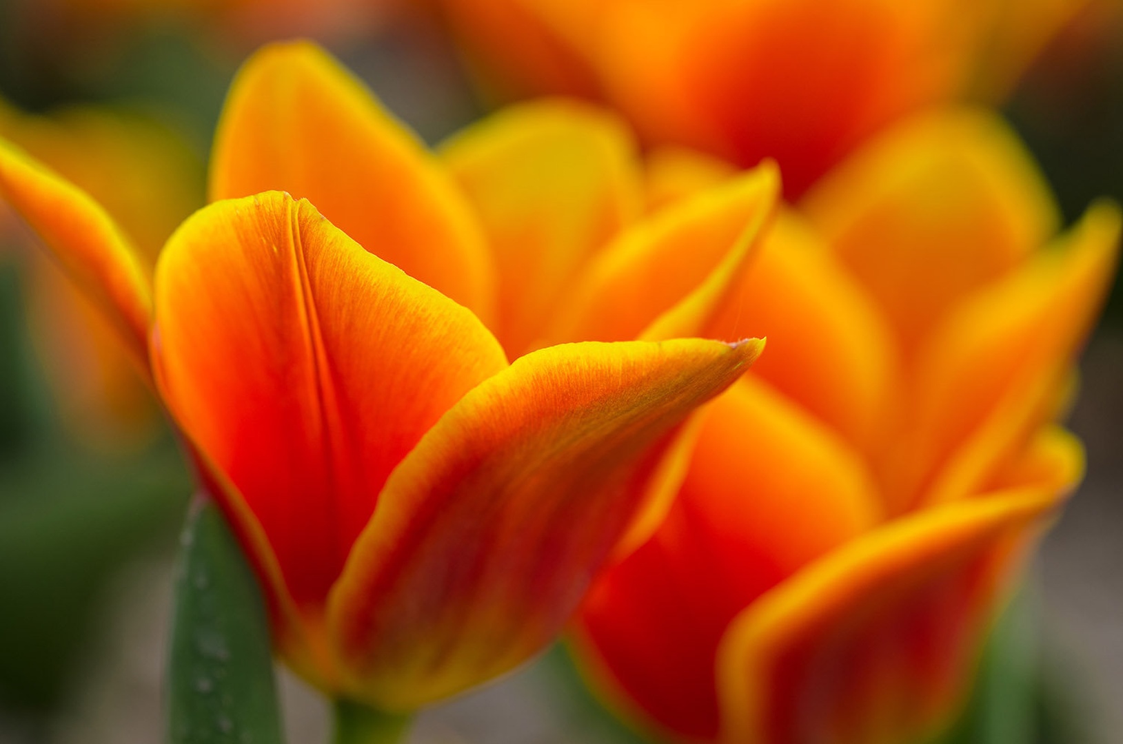 Barviti oranžno-rumeni tulipani by Ana Medja