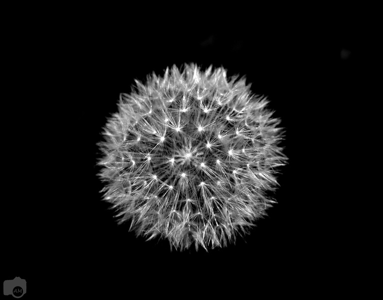 Dandelion, v črno beli tehniki ! by Arnold Mates
