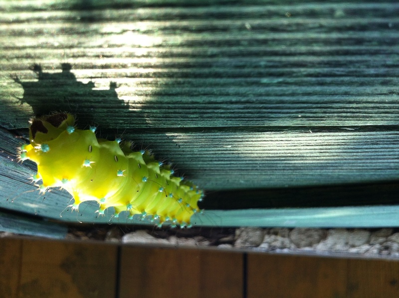 caterpillar of cats hill by sandi labinjan