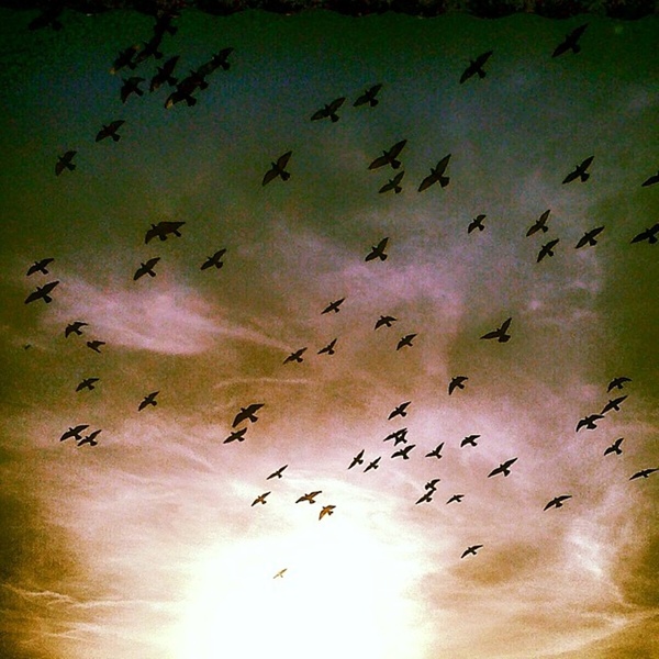 BIRDS IS FLAYING by mirjana djordjević
