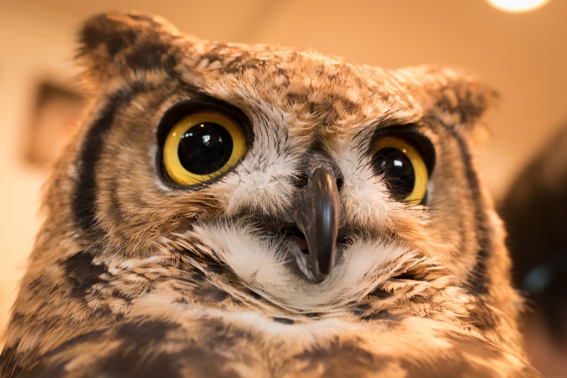 Owl by Sanja Karin Mušič