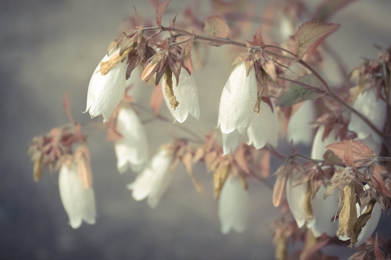 Flowers by Sanja Karin Mušič