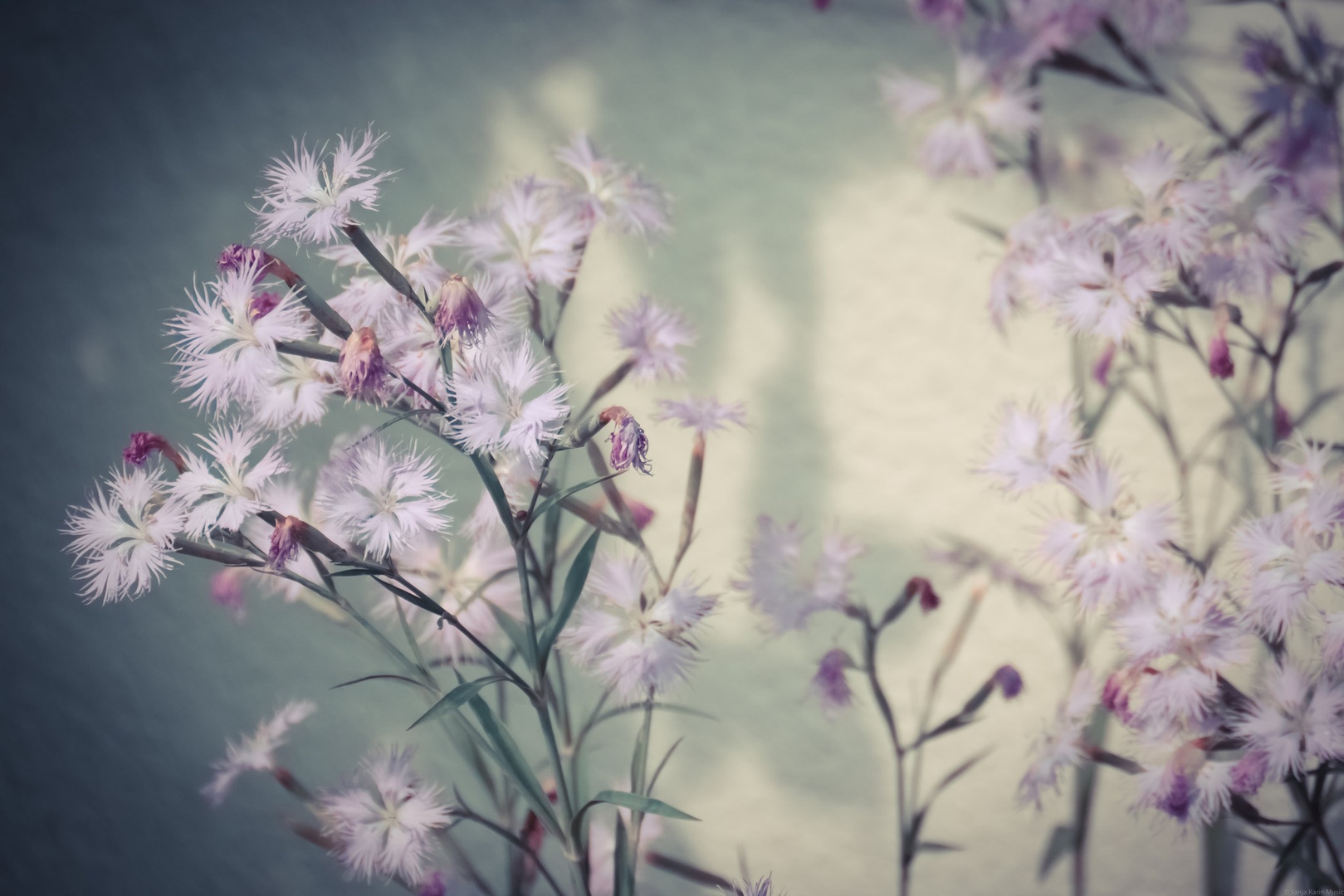 Flowers by Sanja Karin Mušič