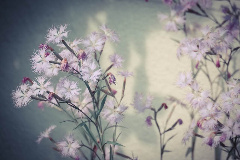 Flowers by Sanja Karin Mušič