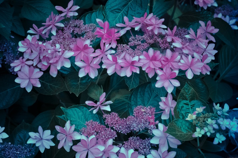 Flowers by Sanja Karin Mušič