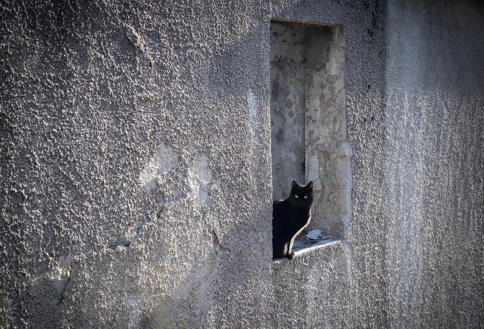 Black cat by Jadran Telarevic