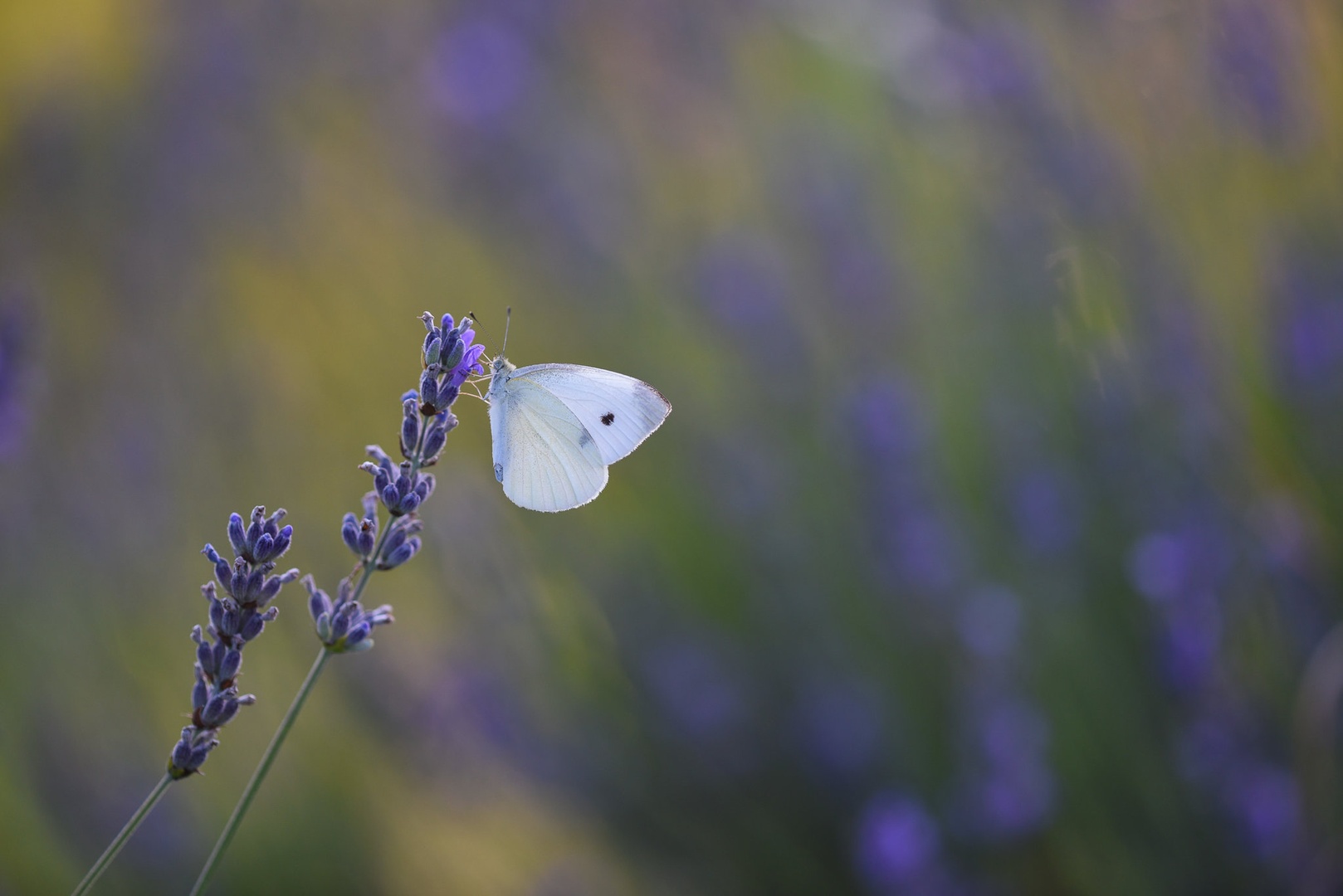 Lavanda by Jadran Telarevic